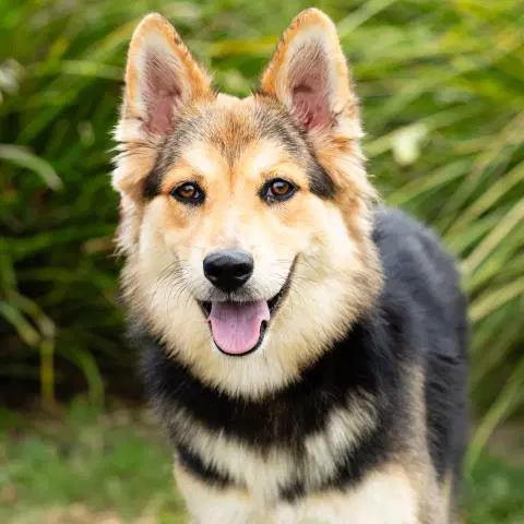 Sasha - German Shepherd Dog