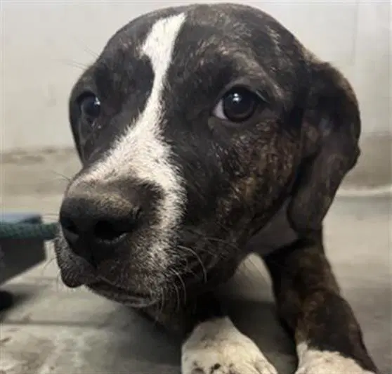 Unknown - Pit Bull Terrier