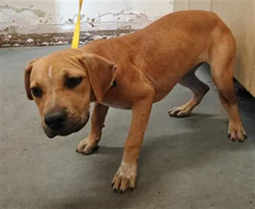 Unknown - Pit Bull Terrier