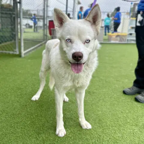 Beluga - Siberian Husky