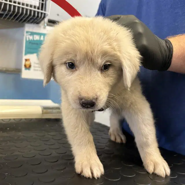 Unknown - Great Pyrenees