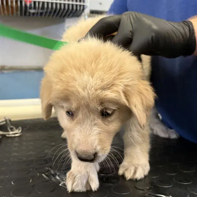 Unknown - Great Pyrenees