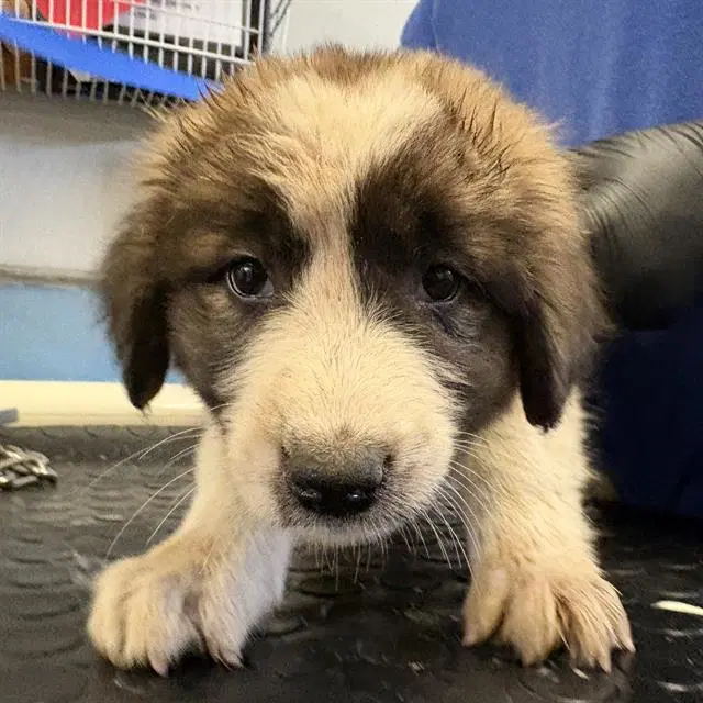 Unknown - Great Pyrenees