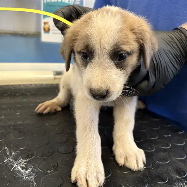 Unknown - Great Pyrenees