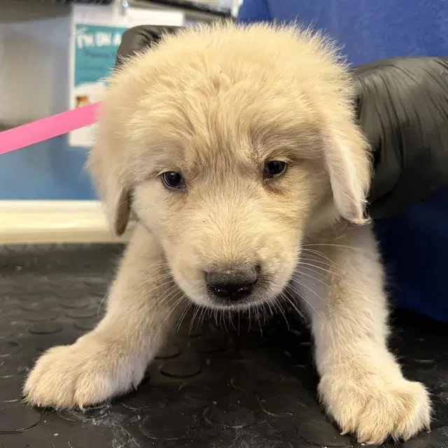 Unknown - Great Pyrenees