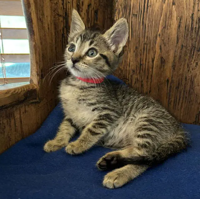 Reddy - Domestic Short Hair