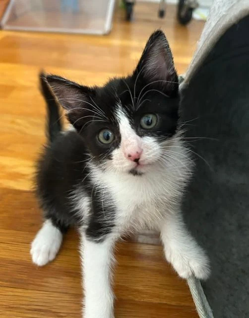 Henrietta