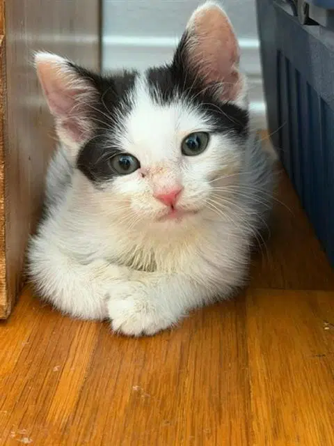 Gertrude - Domestic Short Hair