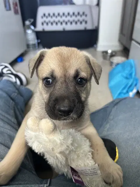 Unknown - German Shepherd Dog