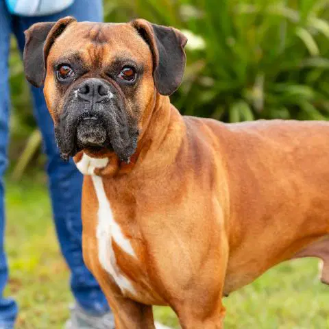 Oscar - Boxer