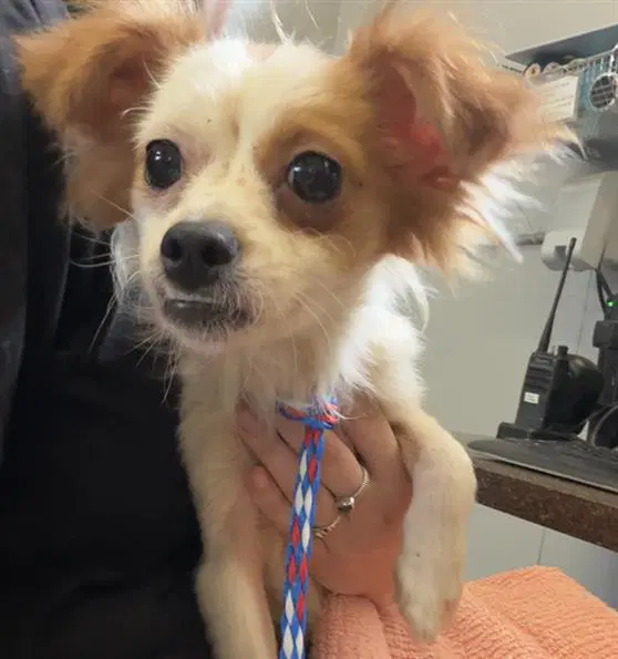Jazz - Chihuahua