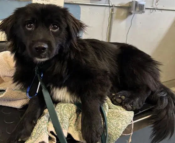 Oliver - Border Collie