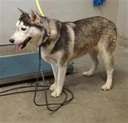 Unknown - Siberian Husky