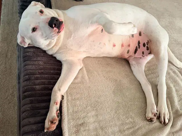 Shiro - Pit Bull Terrier