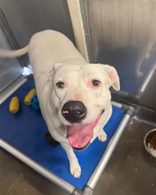 Shiro - Pit Bull Terrier