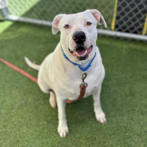 SHIRO, a dog for adoption from Ventura County Animal Regulation