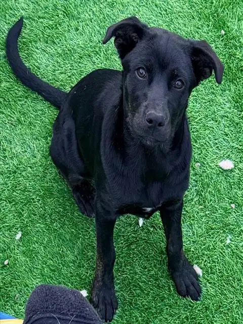 Kuro - Labrador Retriever