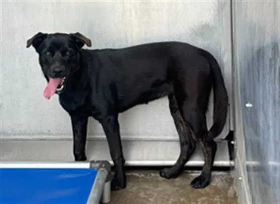 Kuro - Labrador Retriever