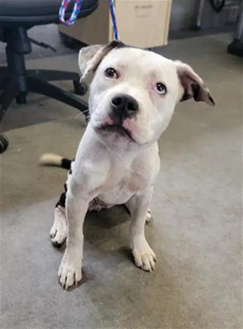 Clarabelle Cow - Pit Bull Terrier