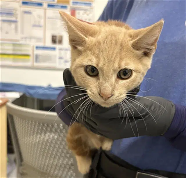 Unknown - Domestic Short Hair