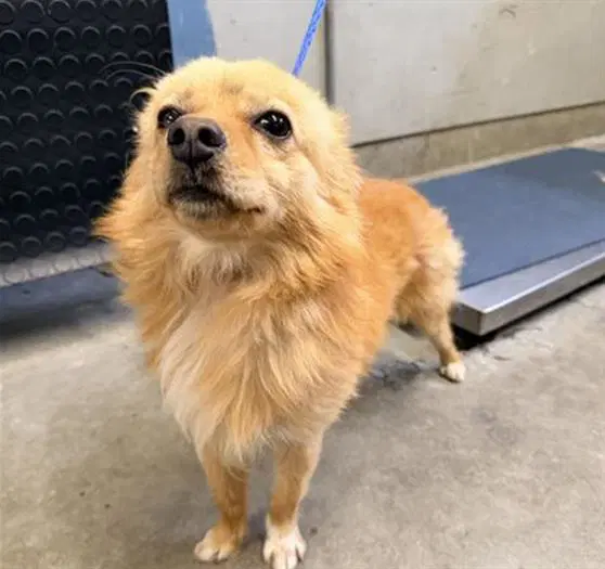 Rollo - Pomeranian