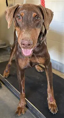 Birch - Doberman Pinscher