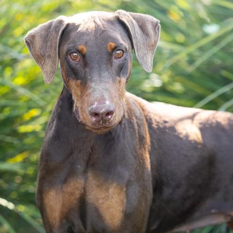 *BIRCH, a dog for adoption from Ventura County Animal Regulation