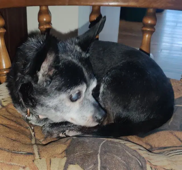 Rio - Chihuahua