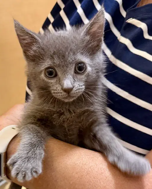 Charlie - Domestic Short Hair