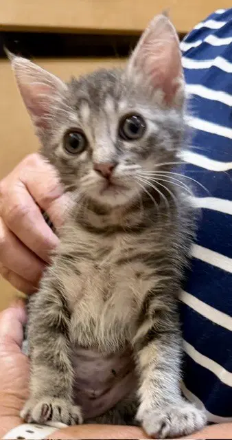 Quira - Domestic Short Hair