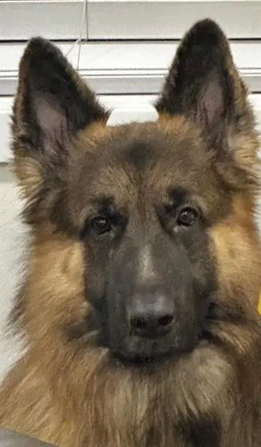 Chase - German Shepherd Dog