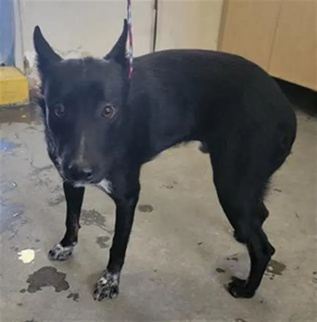 Unknown - Australian Cattle Dog/Blue Heeler