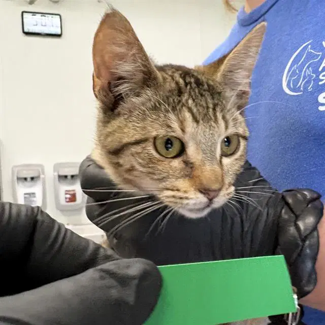 Unknown - Domestic Short Hair