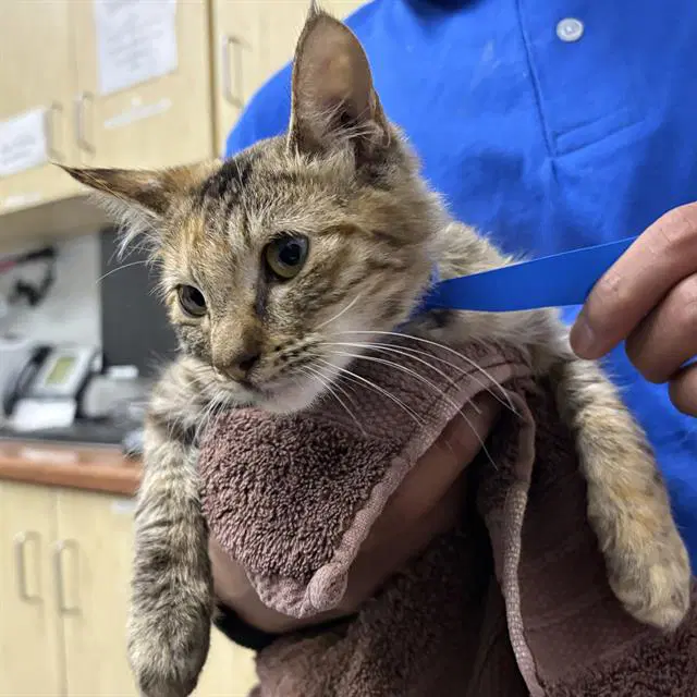 Unknown - Domestic Short Hair