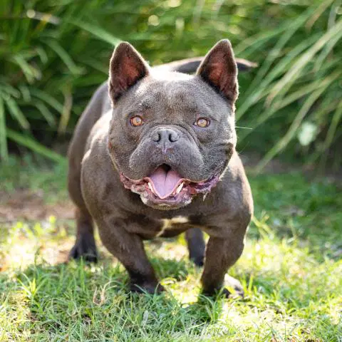 Frank - French Bulldog