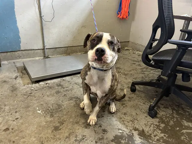 Cosmic - American Bulldog