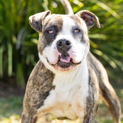 COSMIC, a dog for adoption from Ventura County Animal Regulation