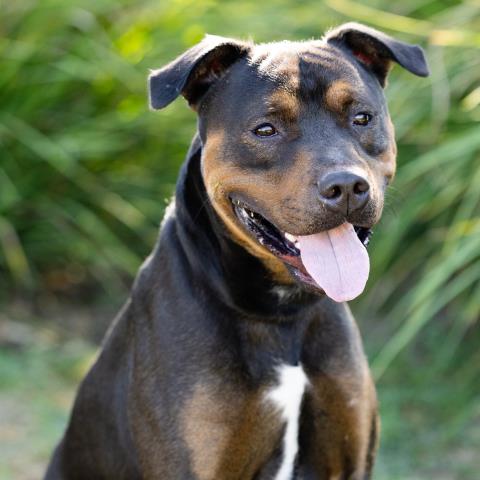 *BIRDY, a dog for adoption from Ventura County Animal Regulation