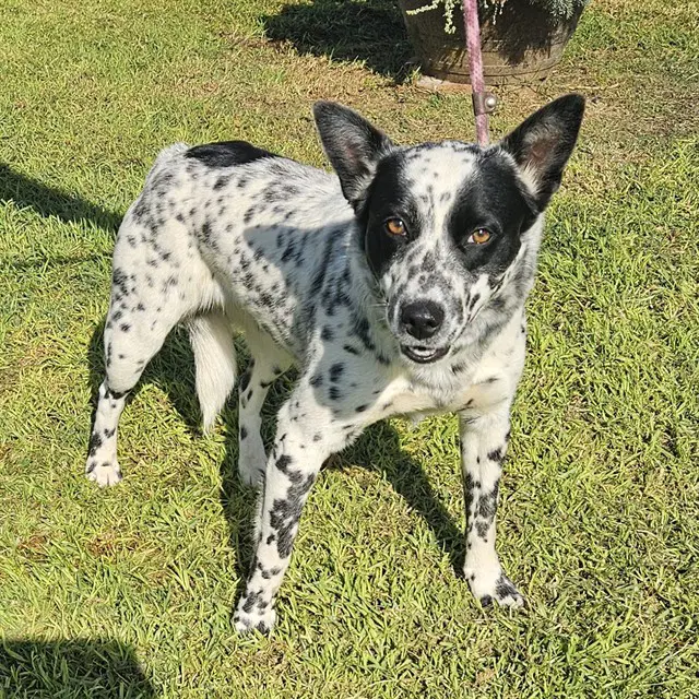 Carmelita - Australian Cattle Dog/Blue Heeler