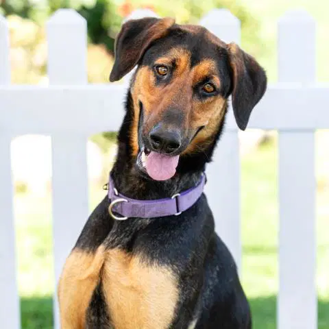 Samson - Doberman Pinscher