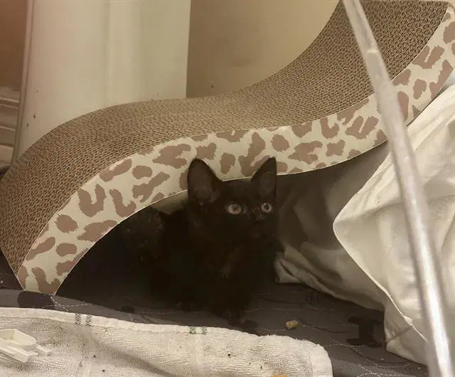 Jiji - Domestic Short Hair
