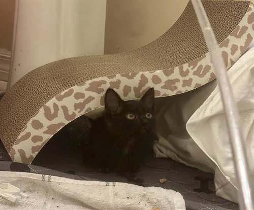 *JIJI, a cat for adoption from Ventura County Animal Regulation