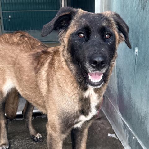 *PUMPKIN, a dog for adoption from Ventura County Animal Regulation