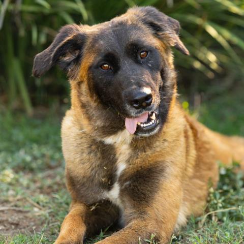 Pumpkin, Anatolian Shepherd / Mixed (medium coat)