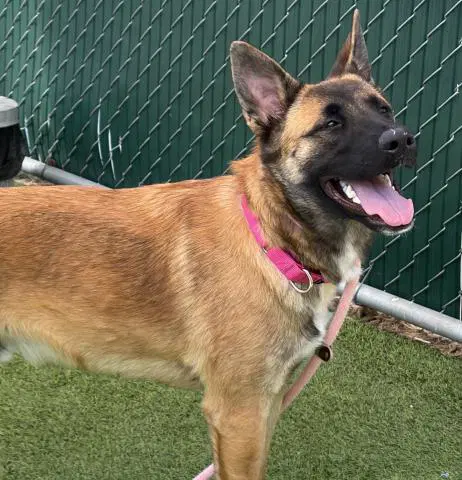 Sam - German Shepherd Dog