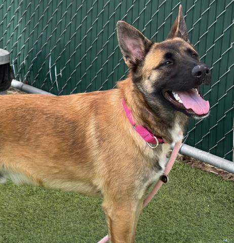 *SAM, a dog for adoption from Ventura County Animal Regulation