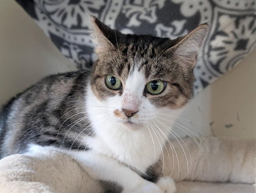 DIA, a cat for adoption from Ventura County Animal Regulation
