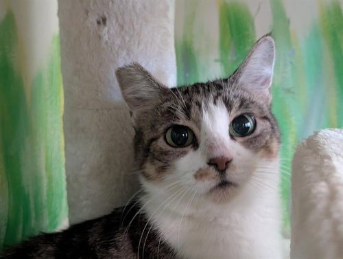 HOUDINA, a cat for adoption from Ventura County Animal Regulation