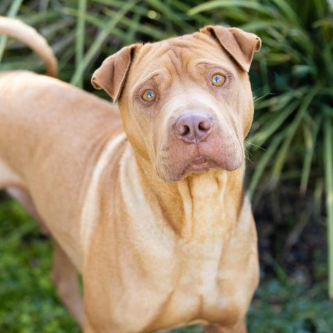 *BOND, a dog for adoption from Ventura County Animal Regulation