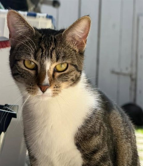 CINNAMON, a cat for adoption from Ventura County Animal Regulation
